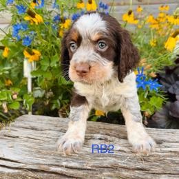 RB2 - Tri-Roan male English Springer Spaniel puppy in Britton, South Dakota from K&S Canines