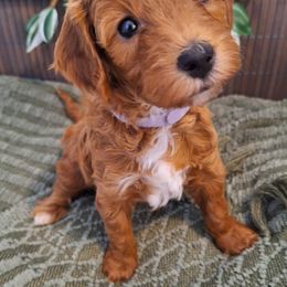 Goldendoodle Puppies from Abidoodles Florida