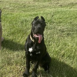 Cane Corso from Gladiator Acres
