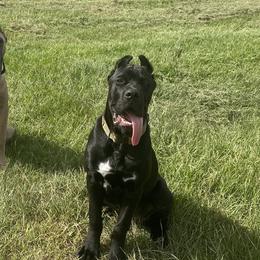 Cane Corso from Gladiator Acres