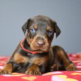 Sinner - Red and rust female Doberman Pinscher puppy in Overton, Texas from Obsidian Kennel