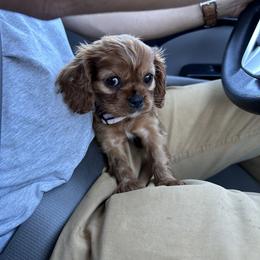 Cavalier King Charles Spaniels from Sundance Cavaliers