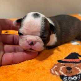 Small male with dot - Black brindle and white male Boston Terrier puppy in Madera Acres, California from Muggin Bostons Terriers and Mini Dachshund
