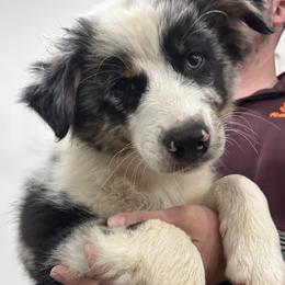 Sunny - Blue merle female Australian Shepherd puppy in Tyler, Texas from In the Piney Woods ETX