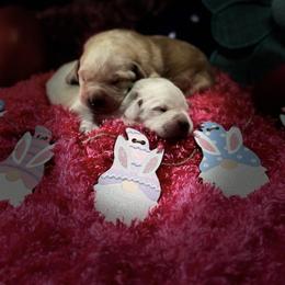 Labrador Retriever Puppies from Luvable AZ Labs
