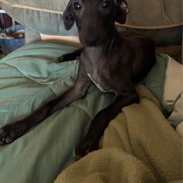 Girl 1 - Black female Italian Greyhound puppy in Frederick, Maryland from Celeste Italian Greyhounds