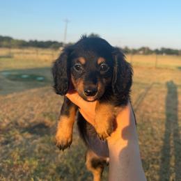 Franny - Black and tan female Dachshund puppy in Durant, Oklahoma from Big Creek Mini Dachshund