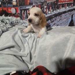 GREY BOY - Lemon and white male Basset Hound puppy in Snow Camp, North Carolina from V's Southern Angels