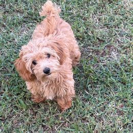 DP Blue - Red male Assorted Doodle Crosses puppy in Benson, North Carolina from A Bundle of Love