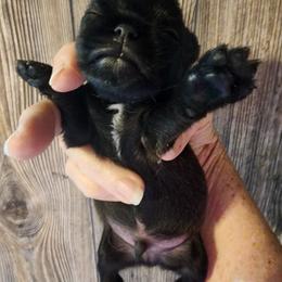 Leo - Black male Brussels Griffon puppy in Nc, Florida from Brusseluv2