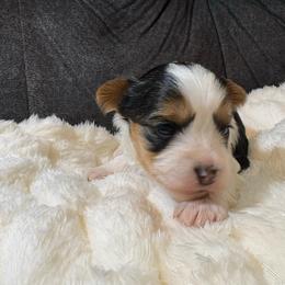 Zack Efron - Parti male Yorkshire Terrier puppy in San Antonio, Texas from Sweet as dessert puppies