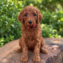 Reba - Red  female Goldendoodle puppy in Wharton, Texas from Little Fur Friends