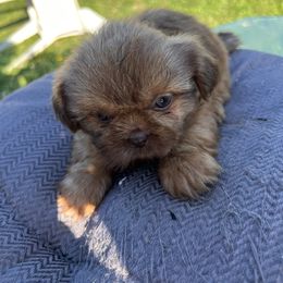 Pup 4 - Brindle and white male Shih Tzu puppy in Clifton Springs, New York from Whispering Winds Charmed Hollow