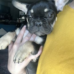 French Bulldog Puppies from Tanessa Clarkson