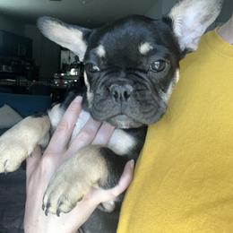 French Bulldog Puppies from Tanessa Clarkson