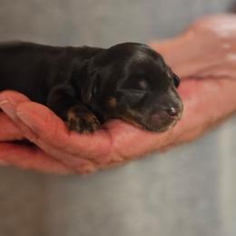 Penny black and tan female - Black and tan female Dachshund puppy in Trade, Tennessee from TN Miniature Dachshunds & Basset Hounds