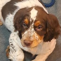 English Springer Spaniels from Colleen Bacon
