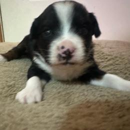 BTM 3 - Black tri male Miniature Australian Shepherd puppy in Shepherd, Montana from Beartooth Mountain Minis