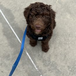 Gru - Chocolate male Goldendoodle puppy in Norman, Oklahoma from Wilson Family Doodles LLC