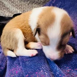 Scottish Collie Puppies from Sundance Scottish-Colleys