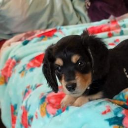 Dachshund Puppies from Darling Dachshunds
