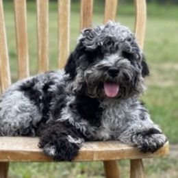 Pepper - Cockapoo