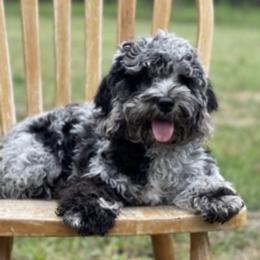 Pepper - Cockapoo