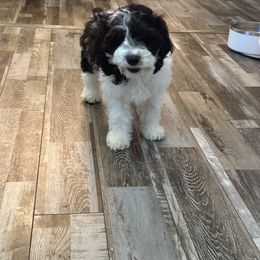 Cockapoo, Goldendoodle, and Maltipoo Puppies from Loris Pampered Pooches💕