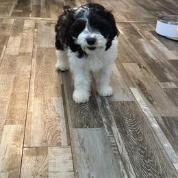 Cockapoo, Goldendoodle, and Maltipoo Puppies from Loris Pampered Pooches💕