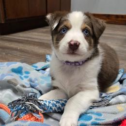 Cranberry - Red tri-color female Australian Shepherd puppy in Russellville, Kentucky from Page Family Homestead