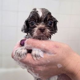 George Washington- Green Collar - Liver and white male Shih Tzu puppy in Troy, Ohio from Oodles of Doodles