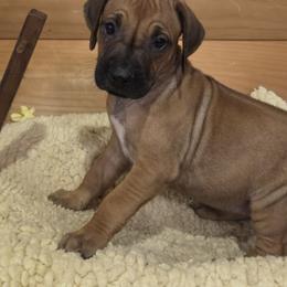 Safari - Rd whtn blk nose female Rhodesian Ridgeback puppy in Gaffney, South Carolina from Circle D Farms