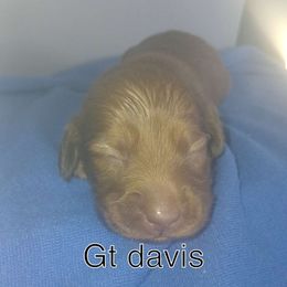Girl 4 - Dachshund puppy from Nikas Baby Beanz LH Dachshunds