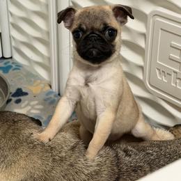 Mary - Fawn female Pug puppy in Olin, North Carolina from Piggy Pugs