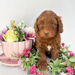Caterpillar - Caramel red male Australian Labradoodle puppy in Palmdale, California from Pixie Doodle Paws