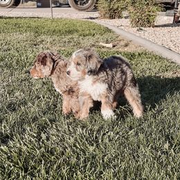 Aussiedoodle and Bernedoodle Puppies from High Desert Doodles