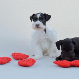 Miniature Schnauzer Puppies from PNQ Breeding