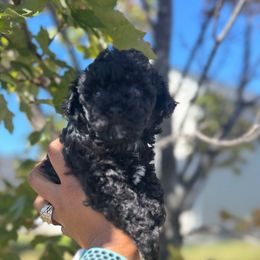 Kyro - Black male Poodle puppy in Wilson, North Carolina from Parti-Pawz