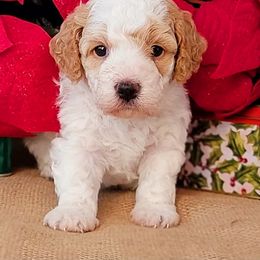 Assorted Doodle Crosses and Poodle Puppies from Center Hill Poodles and Doodles