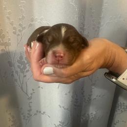 Juniper - Red tri-color male Australian Shepherd puppy in Hemet, California from Perfect Companion Aussie's