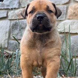 NAGATO - Red male Boerboel puppy in Pennsylvania from Cold River Boerboels