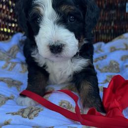 Red collar - Tri-color female Bernedoodle puppy in Cody, Wyoming from Yellowstone Breeders