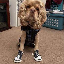Fitz - Cocker Spaniel