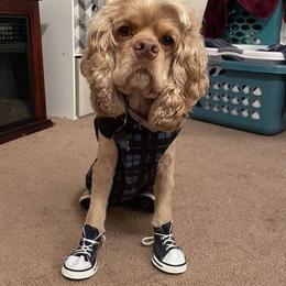 Fitz - Cocker Spaniel