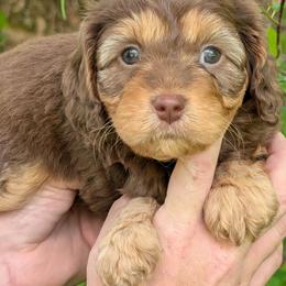 Larry - Brown male Cavapoo puppy in Coshocton, Ohio from Forever Family Puppies