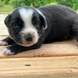 Boy 6 - Black tri male Miniature Australian Shepherd puppy in Doddridge, Arkansas from Huddleston Farm