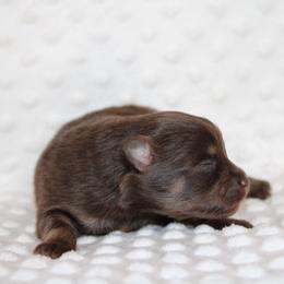 Bonbon - Chocolate female Pomeranian puppy in San Marcos, Texas from Hill Country Poms