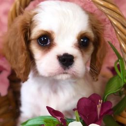 Cavalier King Charles Spaniels from Chandra Kennels