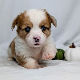 Willie aka Rocky - Sable merle and white male American Corgi puppy in Clarksville, Tennessee from Cold Creek Family Farm LLC