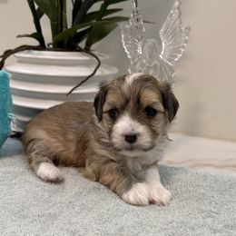 Zane - Red sable male Havanese puppy in Semmes, Alabama from Hayden's Havanese